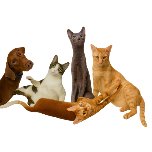 Custom Pet Pillow